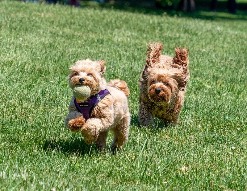 Squeaky Toys, Dirty Campaigns: The Ball Pit Election That Tore the Dogboff Comments Section in Half