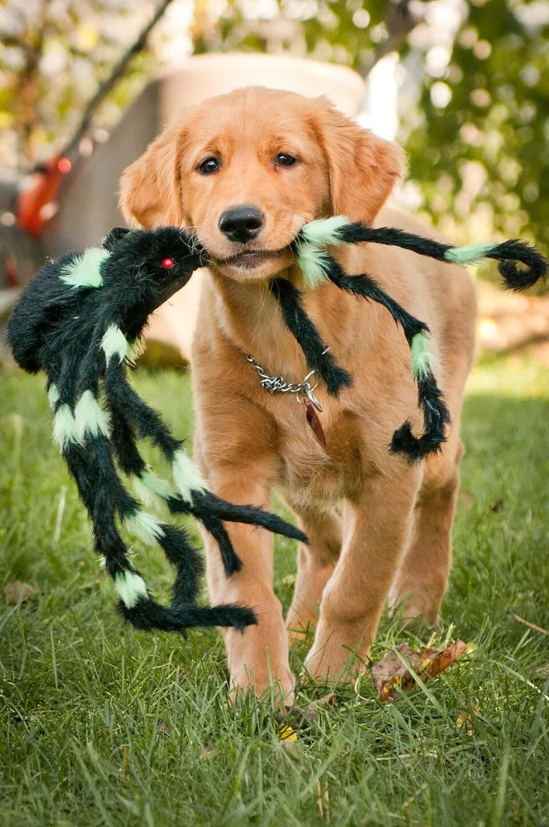 Bones & Bull Markets: Inside the Squeaky Toy Exchange That's Up 340% This Quarter