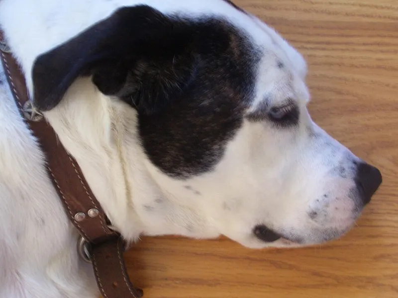 Which Commuter Breed Are You? A Deeply Unscientific Field Guide to the 5 PM Personality Test