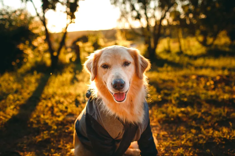 Fetch Quest: Inside the Internet's Obsession With Dogs Reacting to Absolutely Everything