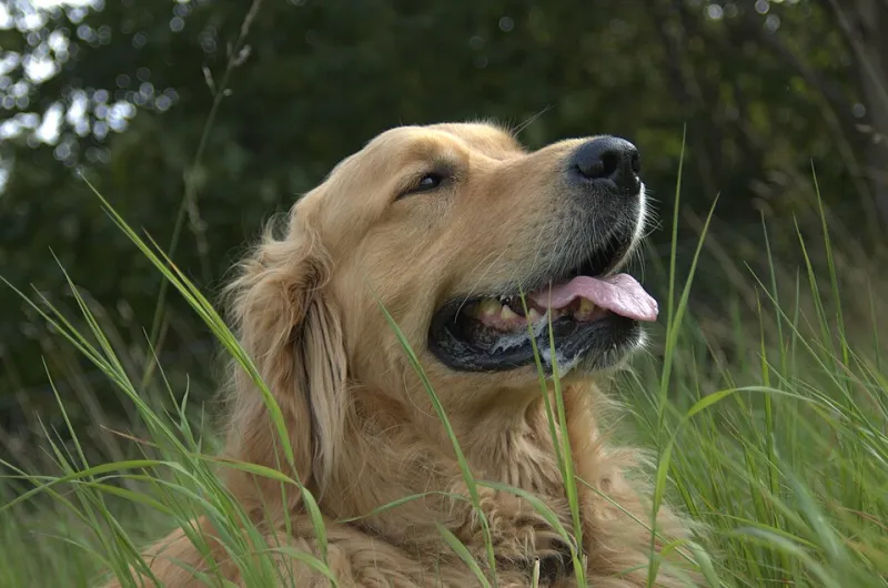 Good Boy, Inc.: Inside America's Thirstiest Praise Economy