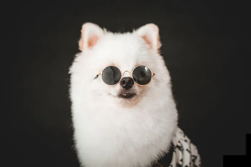 Furries With Followings: A Highly Unscientific Ranking of the Internet's Most Powerful Pets