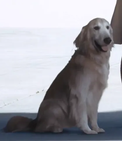Puppy Bowl Economics: How Dogs Stole the Super Bowl From the Quarterbacks