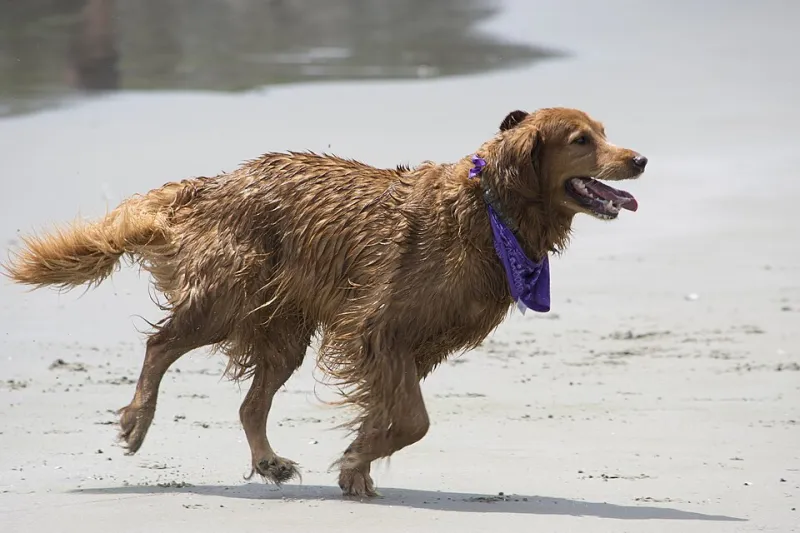 Certified Unhinged: Why Calling Someone a Golden Retriever Is the Highest Compliment of 2025
