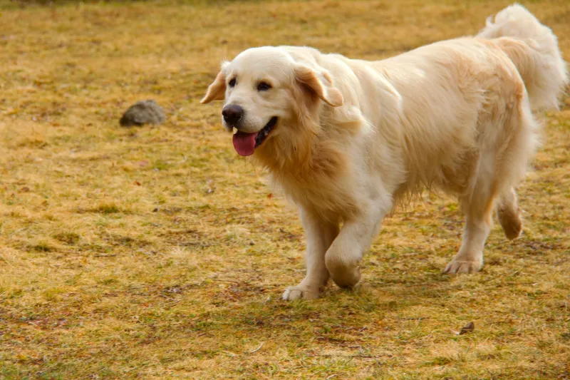 Sprint, Fetch, Repeat: When Dog Behavior Became a LinkedIn Business Strategy
