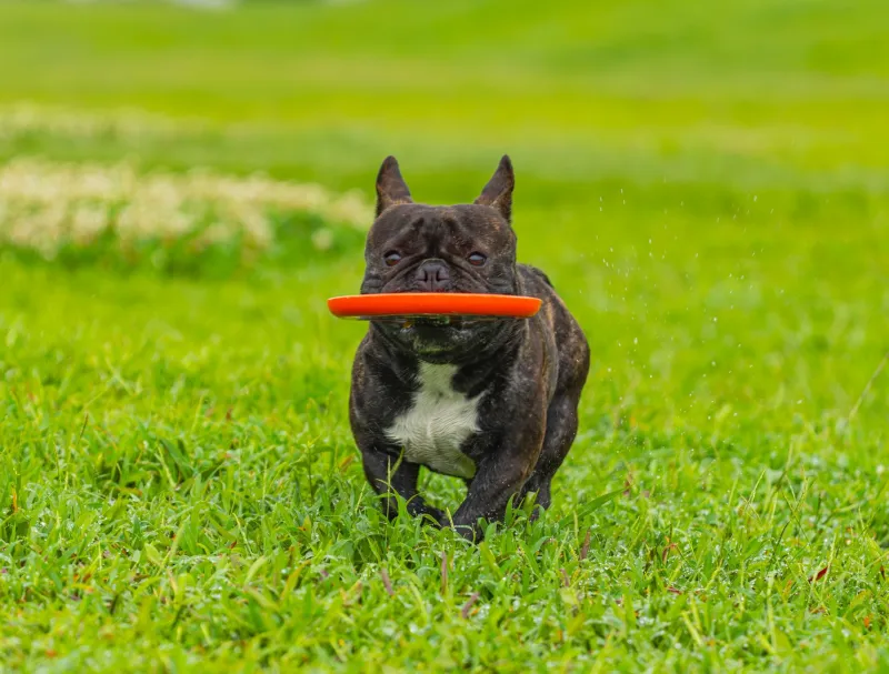 Fetch the Data: We Ranked America's Goofiest Cities by Pure Playfulness